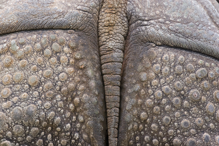 Curious detail of an African rhinocerosの写真素材