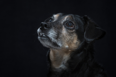 Portrait of a mixed breed dog in the studio in front of black backgroundの写真素材