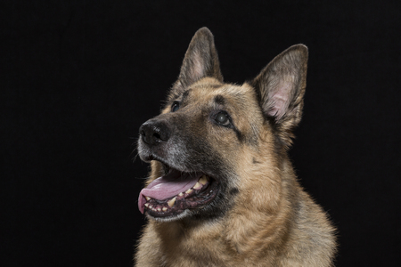 Portrait of a german shepherd dog in the studio in front of black backgroundの写真素材