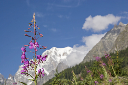 Epilobium angustifolium  on an alpine meadow in the glacier-rich mountains of the Savoy Alpsの写真素材