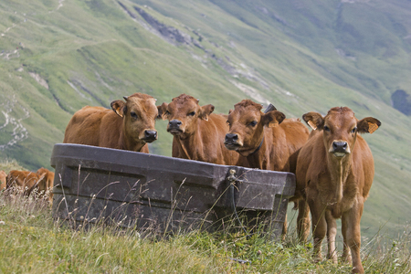 Four young brown cows spend the summer on the mountain meadows in Savoyの写真素材