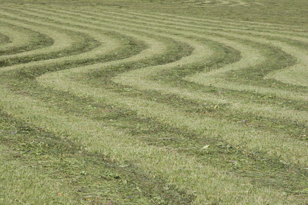 Freshly mown meadow with green symmetrical round shapes in summerの写真素材