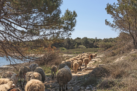 sheeps in Istria will find grasses and food on the karst peninsula of Kamenjakの写真素材