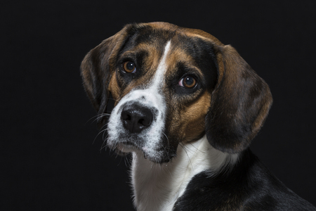 Portrait of a beagle in tricolor coloration in studio in front of black backgroundの写真素材
