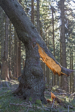 A mighty squall bucked this thick conifer like a thin matchの写真素材