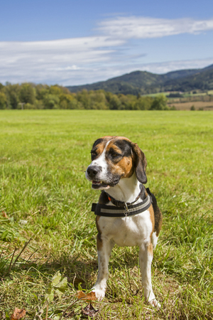 A Tricolore Beagle has made himself comfortable on a green meadowの写真素材
