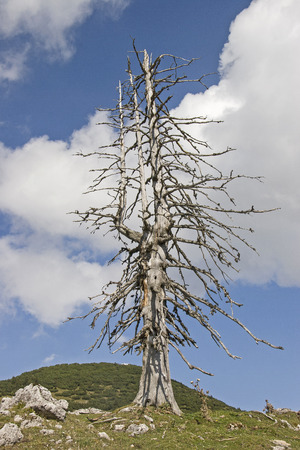 Dead larch on lonely ridgeの写真素材