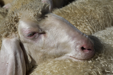 Crowded, the sheep wait in their pen for the shearing of their wool
