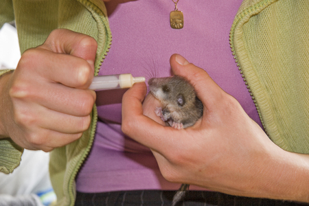 Orphaned dormouse child is raised using a pipetteの写真素材