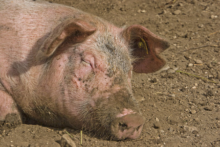 Happy pigs spend the day on the mountain pasture sleeping and eating