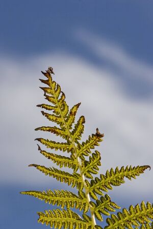Detail of a real worm fern, in the background white-blue cloud skyの写真素材