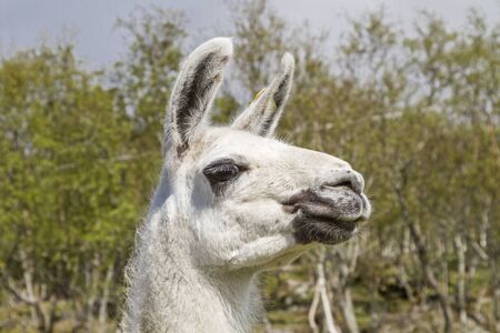 Meintest du: Kopf eines Lamas vor Busch Hintergrund
37/5000
Head of a lama in front of bush backgroundの写真素材