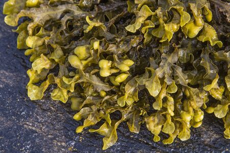 Seaweed lies on rocks with countless snails and shellsの写真素材