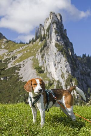 Beagle on the Riedereck saddle before the summit of Plankensteinの写真素材