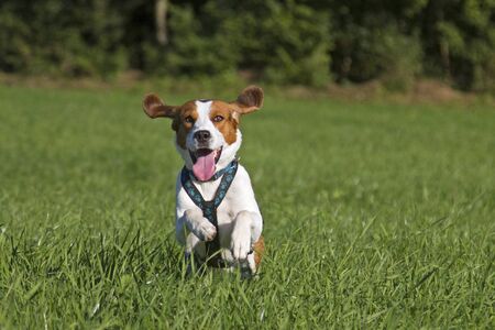 Beagle running over a green meadow