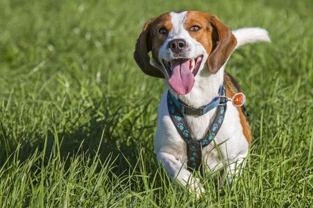 Beagle running over a green meadow
