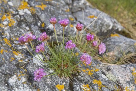 Pink flowering beach carnation on a rocky coast in Norwayの写真素材