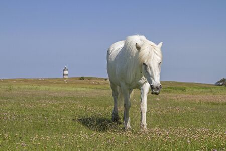 White horse grazes on a meadow near the Norwegian North Sea coast in the nature reserve Morups Tangeの写真素材