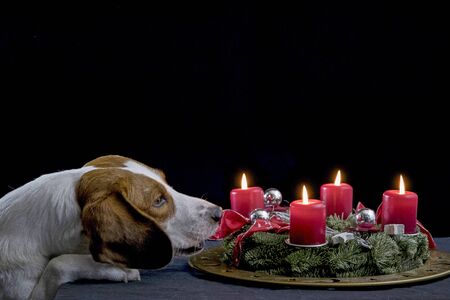 Beagle may blow out the advent candles todayの写真素材