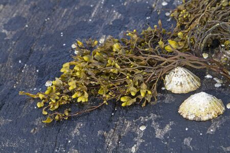 Seaweed lies on rocks with countless snails and shellsの写真素材