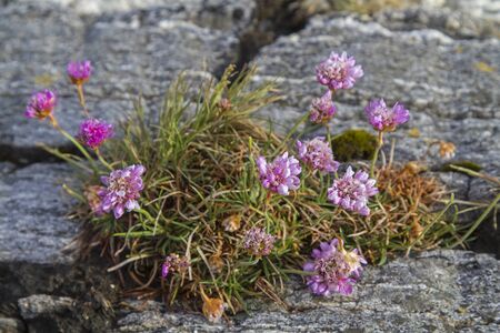 Pink flowering beach carnation on a rocky coast in Norwayの写真素材