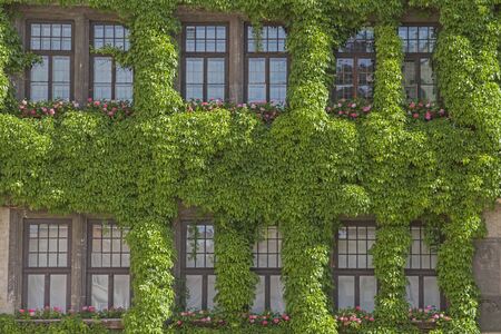 The facade of the Gothic town hall in Quedlinburg is overgrown with ivyの写真素材