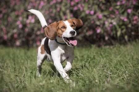 Beagle running over a green meadowの写真素材