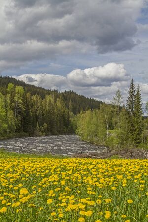 Blooming dandelion meadow on the popular Eta whitewater river in the Norwegian province of Opplandの写真素材
