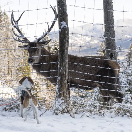 Small laboratory beagle encounters a large deer in a game enclosure for the first time