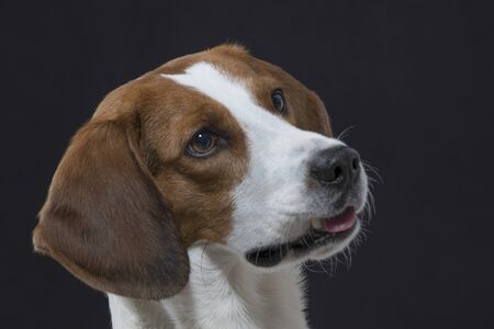 Beagle head  against black backgroundの写真素材