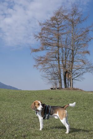 The Beagle enjoys a walk in the spring in the Upper Bavarian countryside near Bad TÃ¶lzの写真素材
