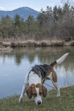 Beagle at a small moor pond in the Isar meadows near Bad TÃ¶lzの写真素材