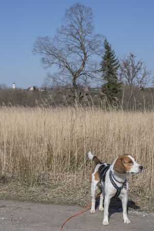 Beagle on a walk through the delightful moor Gaissacher Filze in the Isarwinkel