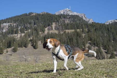 Beagle takes a hike around the Wendelstein, the symbol of Bayrischzellの写真素材