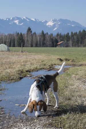 Beagle on a walk through the delightful moor Gaissacher Filze in the Isarwinkelの写真素材