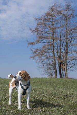The Beagle enjoys a walk in the spring in the Upper Bavarian countryside near Bad TÃ¶lzの写真素材