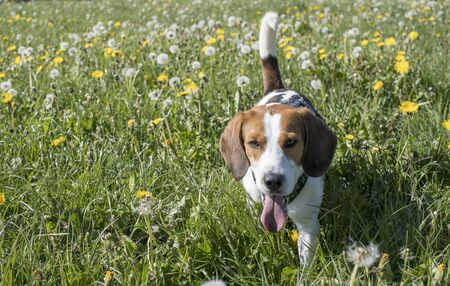 Beagle enjoys early summer in Upper Bavaria in a meadow with lots of dandelionsの写真素材