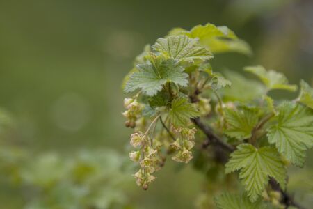 Detail of a flowering currant bush in springの写真素材
