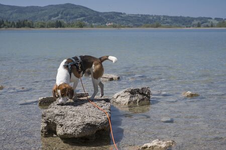 Beagle on a small rocky island on Lake Kochelの写真素材