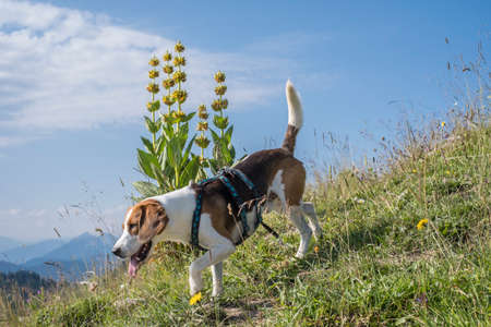Beagle posiert vor blÃ¼hendem gelben Enzian auf einer Bergwieseの写真素材