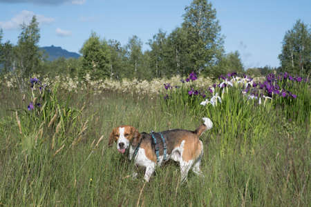 Beagle with blooming irises in an Upper Bavarian bogの写真素材