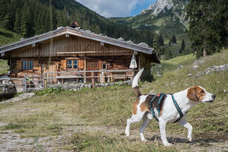 Beagle on a hike through the Mangfall Mountains discovers the idyllic Soinalmの写真素材