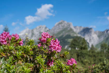 Blooming alpine rose meadow not far from the Ladizalm in the Karwendel Mountainsの写真素材