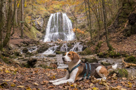 Beagle enjoys the autumnal natural spectacle at the Josefstaler waterfall near the Schlierseeの写真素材