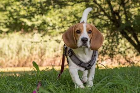 Young female beagle dog acts in meadowの写真素材