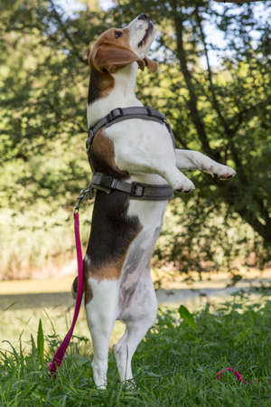 Young female beagle dog acts in meadowの写真素材