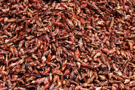 chapulines enchilados, edible grasshoppers with chili; typical food from Oaxaca, mexicoの写真素材