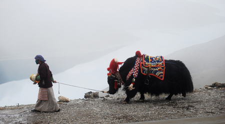 tibet, Kamba the pass, august 2010 - tibetan woman with her yaksのeditorial素材