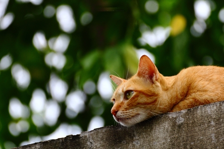 cat closeupの写真素材