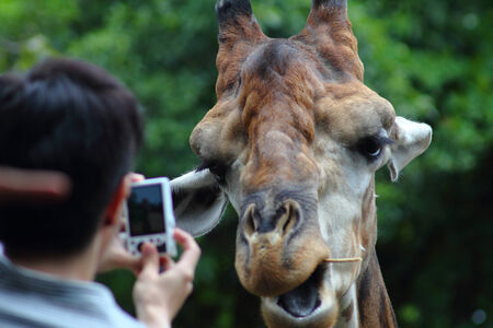 Giraffeの写真素材